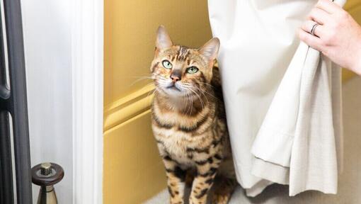 If your cat goes hot sale missing